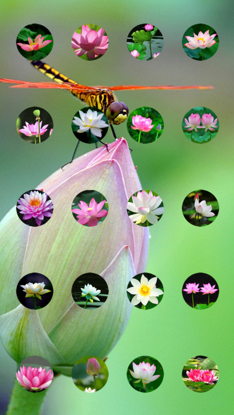莲花净 screenshot