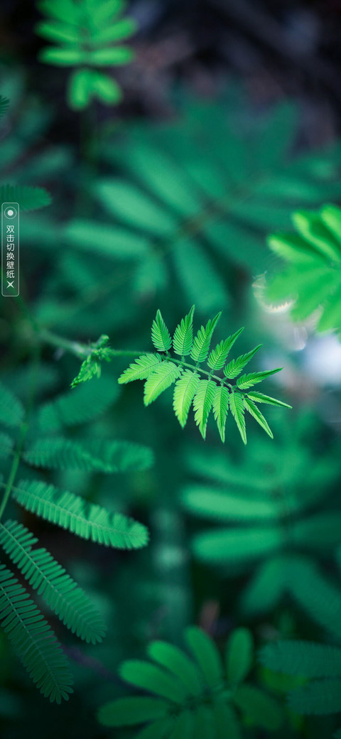 春意盎然 screenshot
