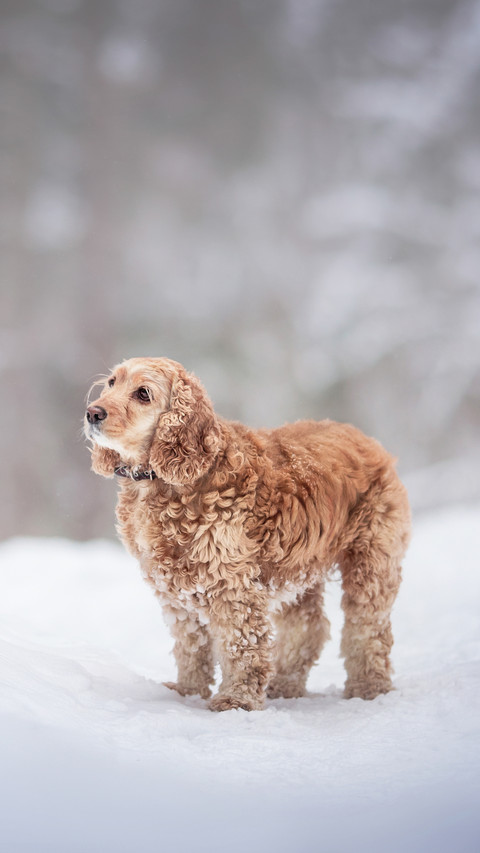 A cute curly American cocker spaniel in snow screenshot
