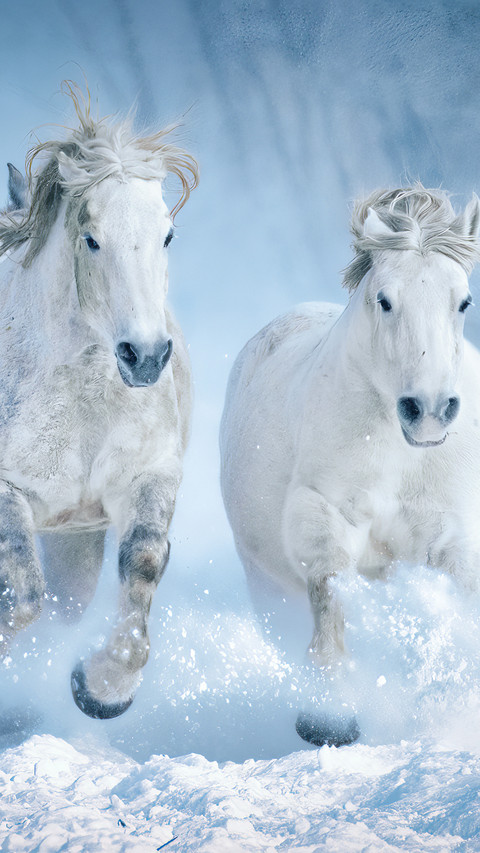 A horse standing on a field covered with snow screenshot