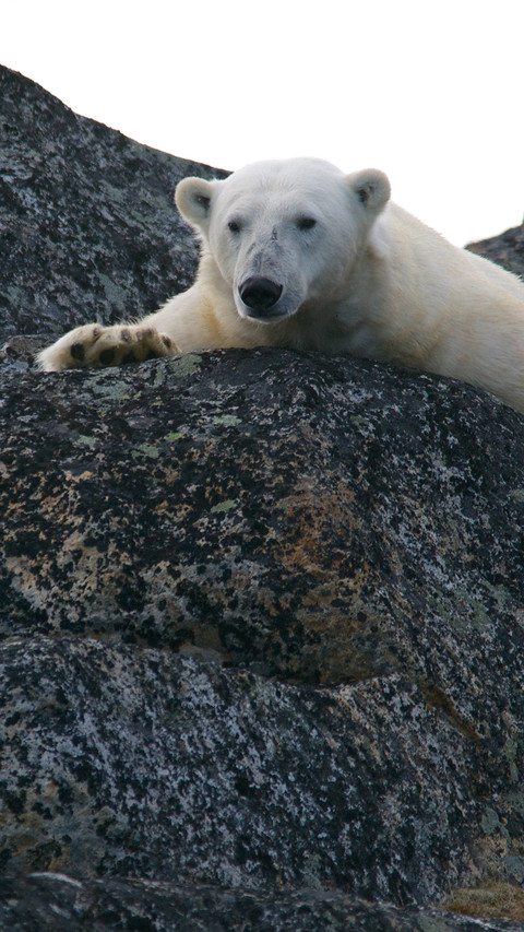 Lovely Polar Bear (5) screenshot