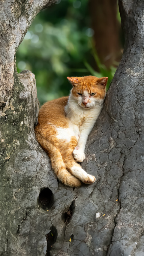 A mustread before adopting a stray cat screenshot