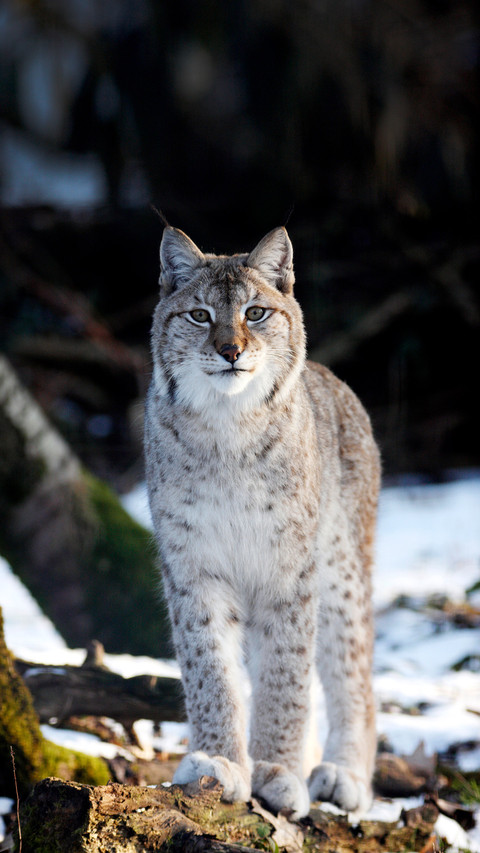 Lynx 2 screenshot