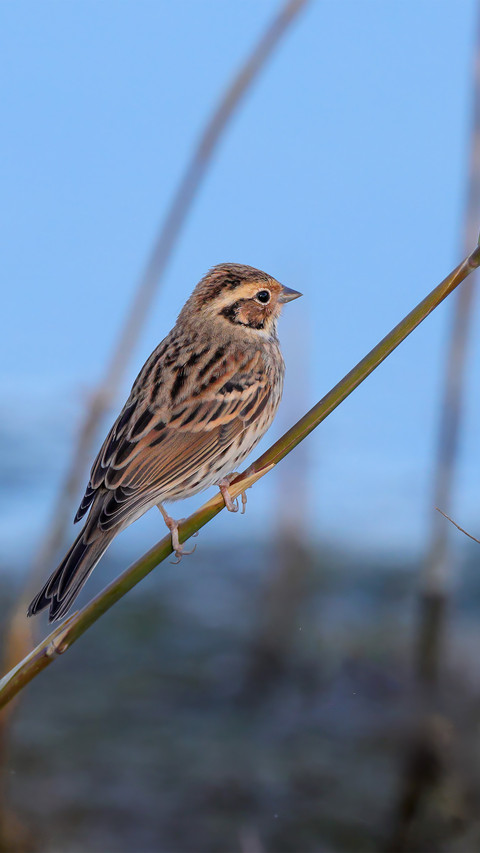 The little bunting on the reed screenshot