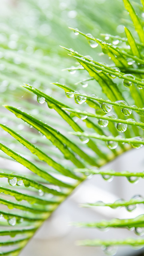 Iron tree leaves with raindrops screenshot