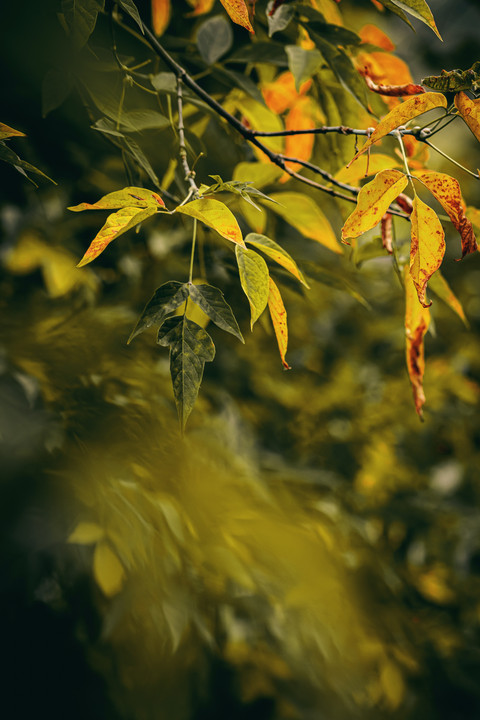 Motion Blur screenshot