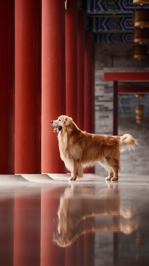 你家狗是“旺财狗”吗 screenshot