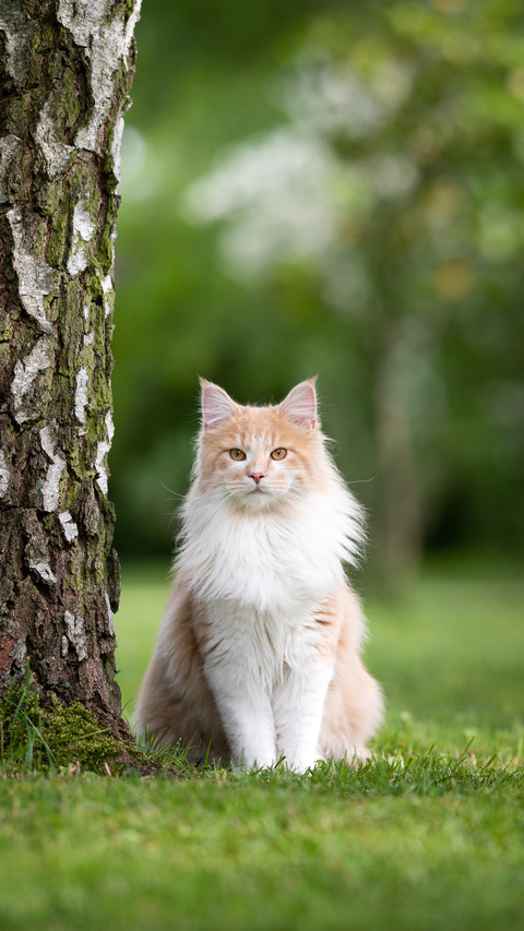 A Cat Sitting Under The Tree screenshot