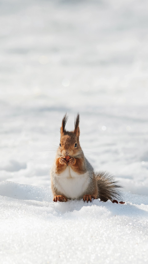 Beautiful Fluffy Squirrel Eating Nuts on a White Snow screenshot