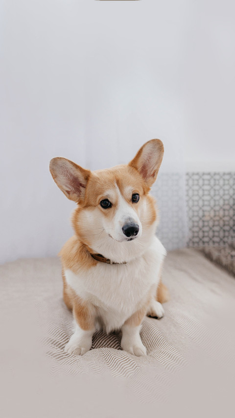 A Welsh Corgi dog in a photo studio screenshot