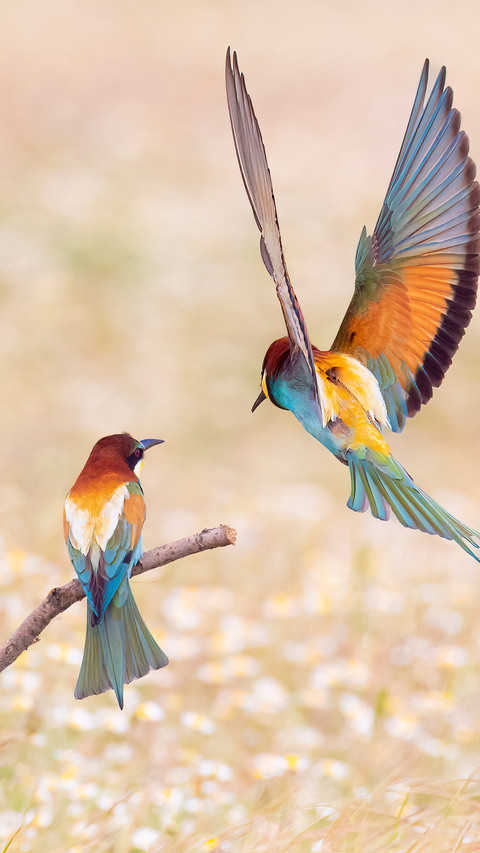 A flock of birds flew over the field screenshot