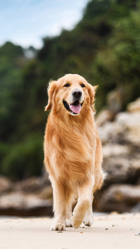 Which dogs can accompany you for longdistance running 2 screenshot