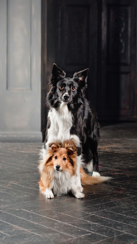 Two dogs in a black room. Vintage dark interior screenshot