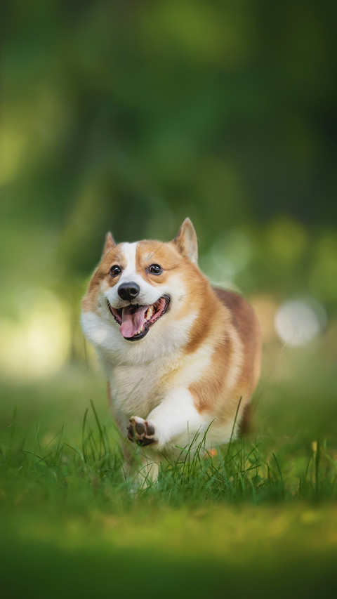 柯基犬价格昂贵的原因 screenshot