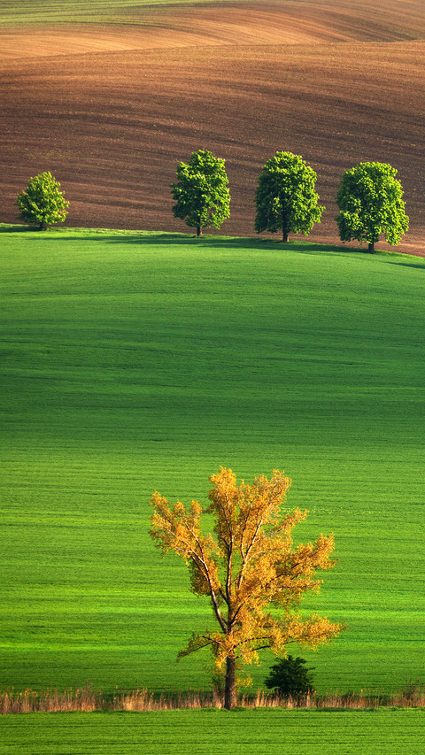 Spring Field in South Moravia screenshot
