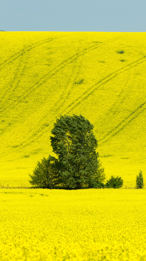 Wide fields screenshot