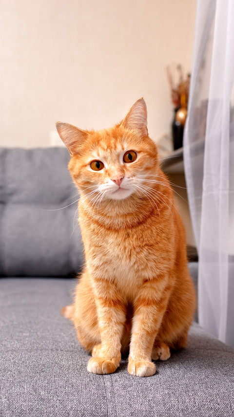 闪光灯对猫咪的伤害 screenshot