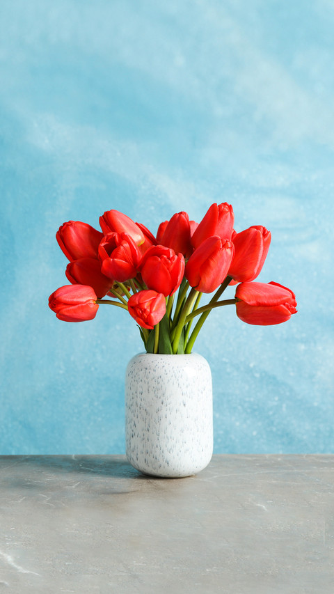 Vase of red tulips on table, blue background screenshot