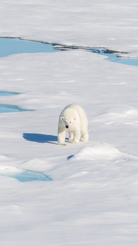 Polar Bear on the Pack Ice screenshot