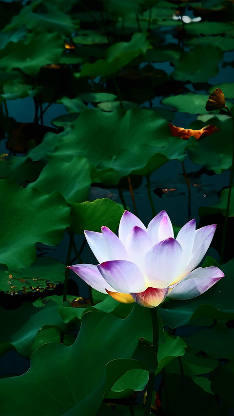 The greenery in nature screenshot