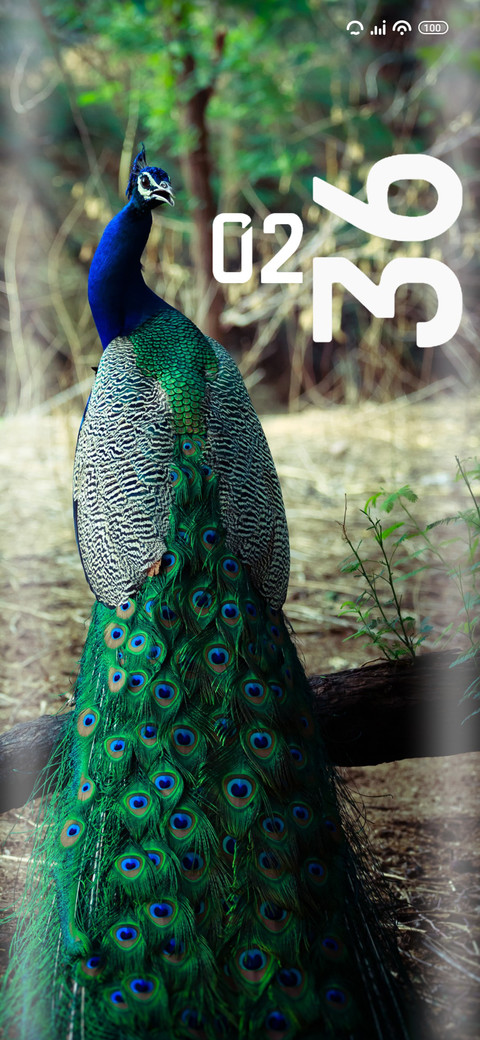 Peacock screenshot