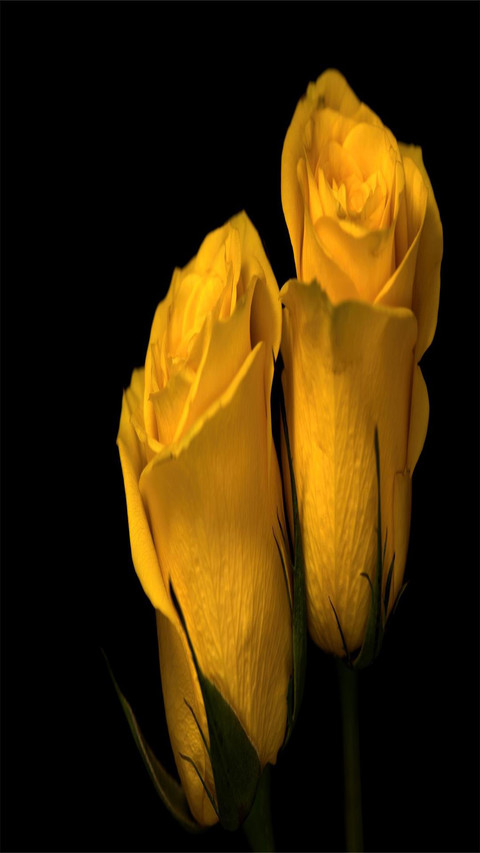Yellow rose screenshot