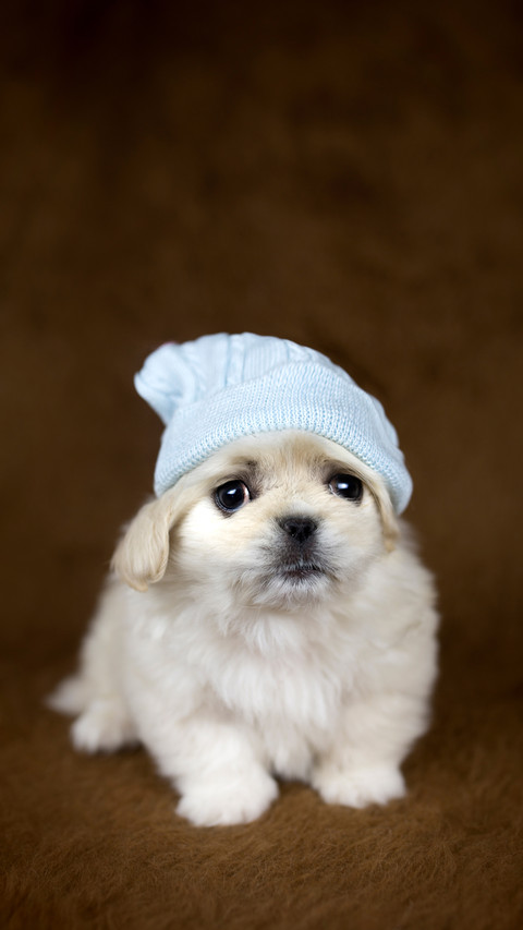 Puppy love screenshot