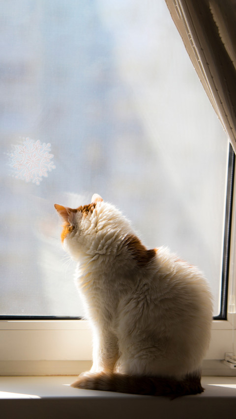 The cat looks out the window screenshot