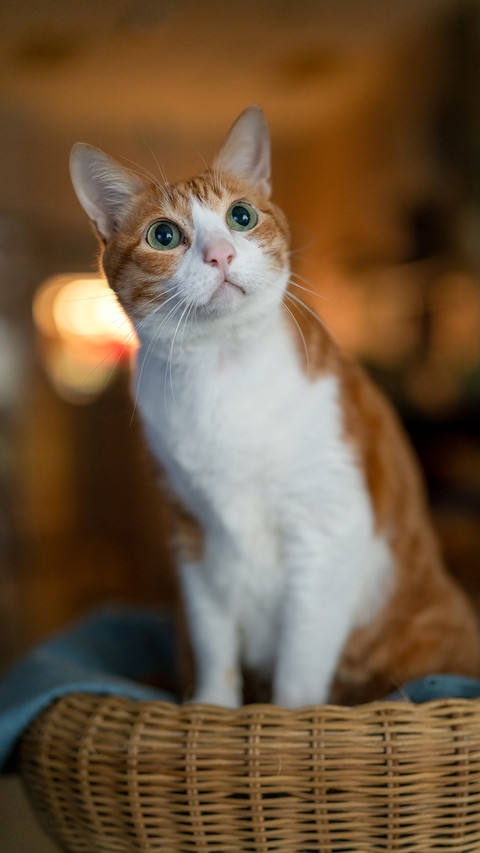 A curious orange and white cat screenshot
