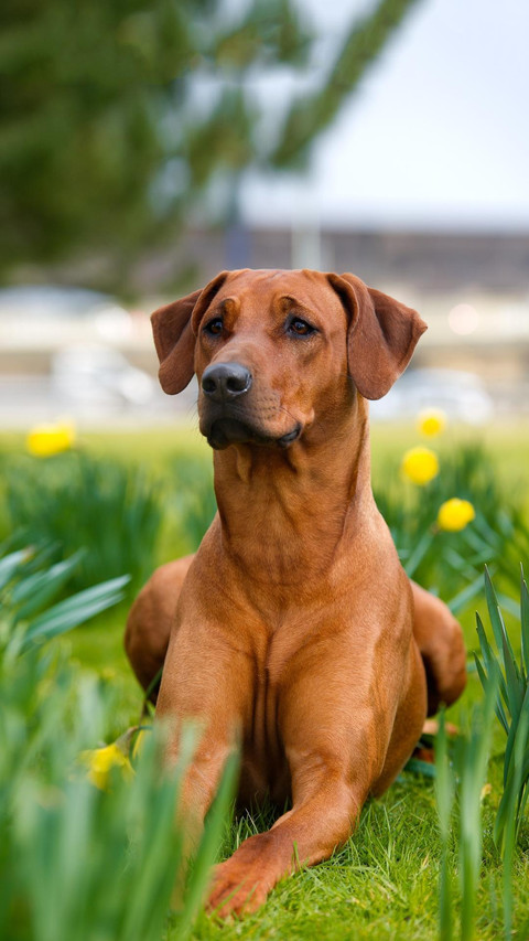 Dog128 screenshot
