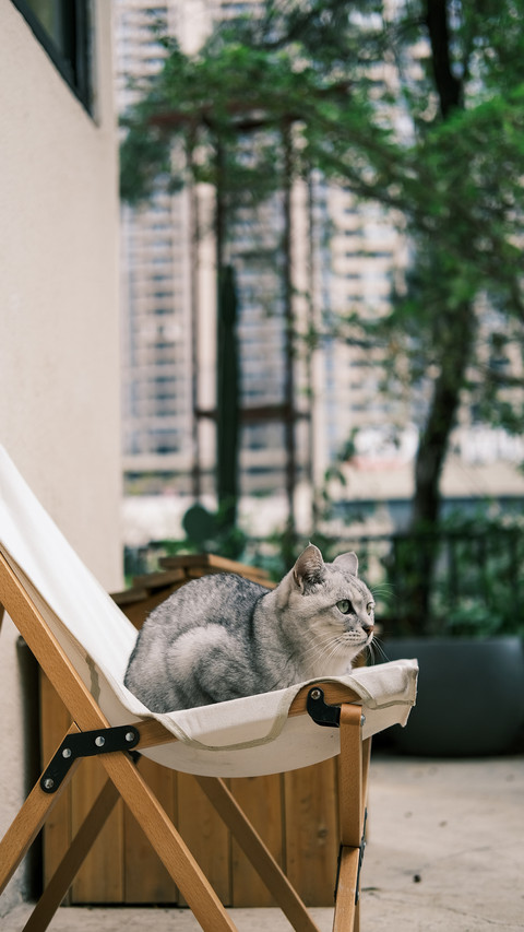 A true cat owner screenshot