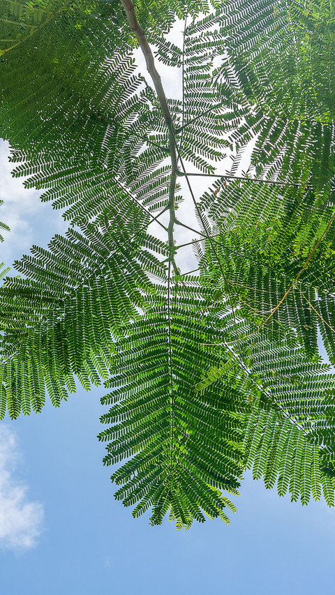 Tropical leaves screenshot