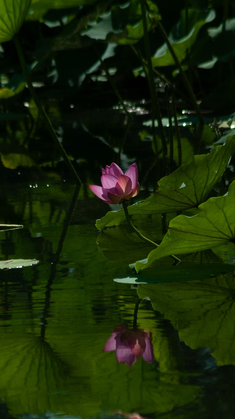 The water is still and the flowers are serene screenshot