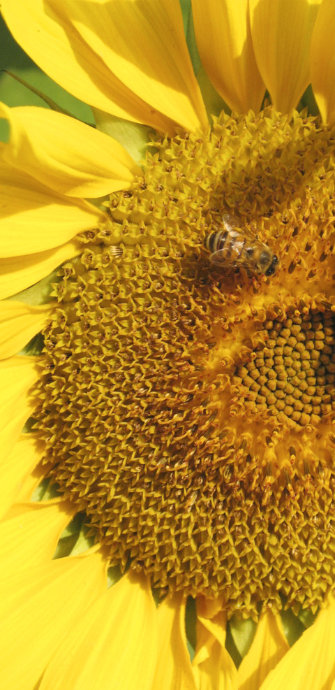 Wallpaper Girassol screenshot