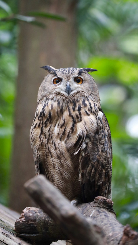Owl in Tree screenshot