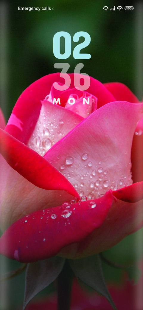 Rose screenshot