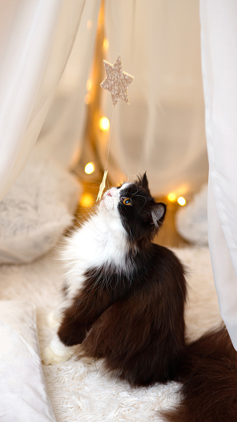 A vertical shot of a fluffy Siberian cat screenshot