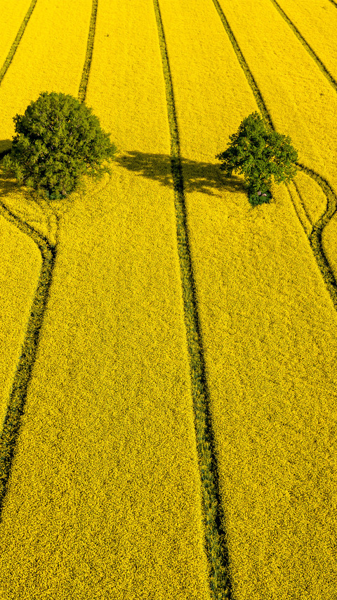 Wide fields screenshot