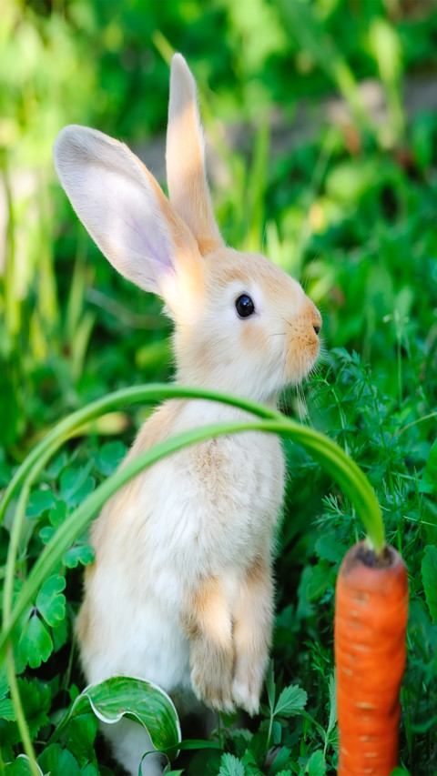 Rabbit (2) screenshot