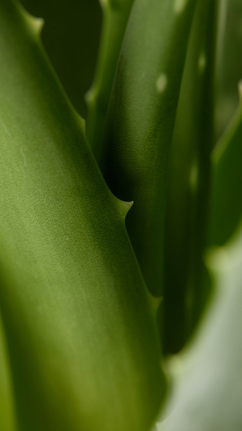 PAIXIN-plant (12) screenshot