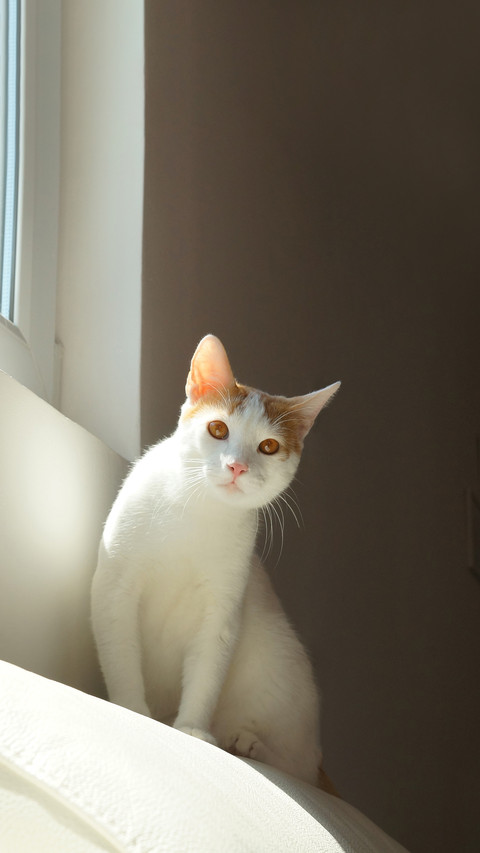 White cat sitting by the window screenshot