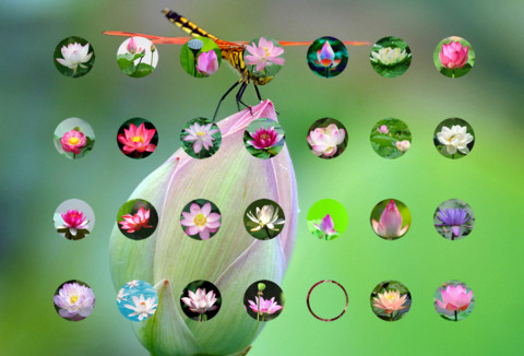 莲花净 screenshot
