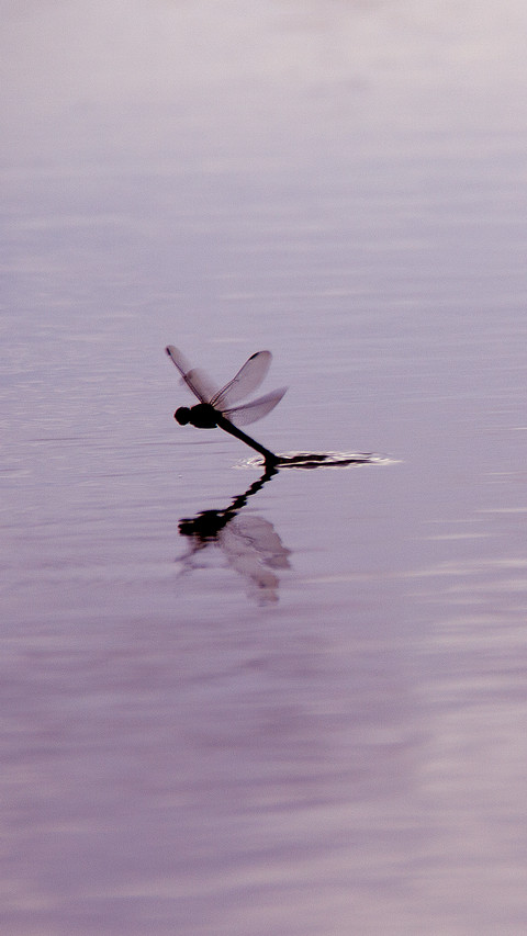 Dragonfly screenshot