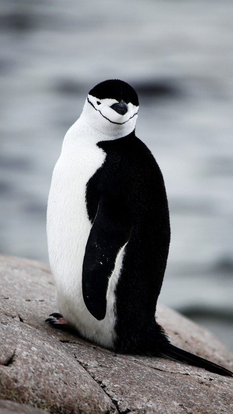 Antarctic hatband penguin fishing screenshot