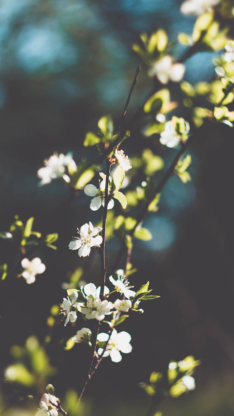 Flowers and plants screenshot