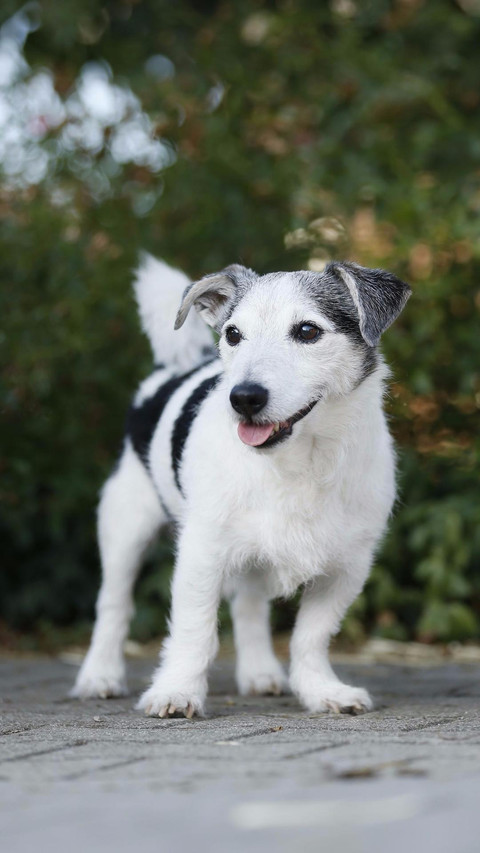 Dog483 screenshot