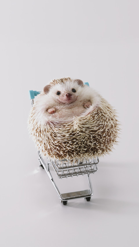 How much do you know about hedgehog 6 screenshot