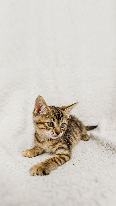 Kitten striped sitting on a white background screenshot