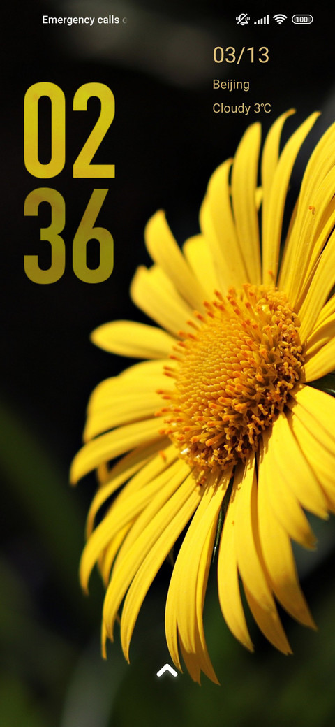 daisy yellow screenshot