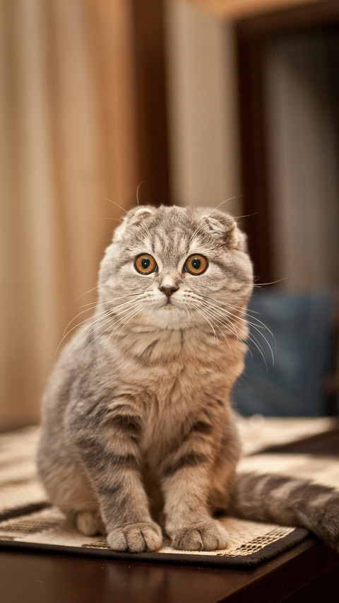 Cat hair itself does not cause allergies 0 screenshot